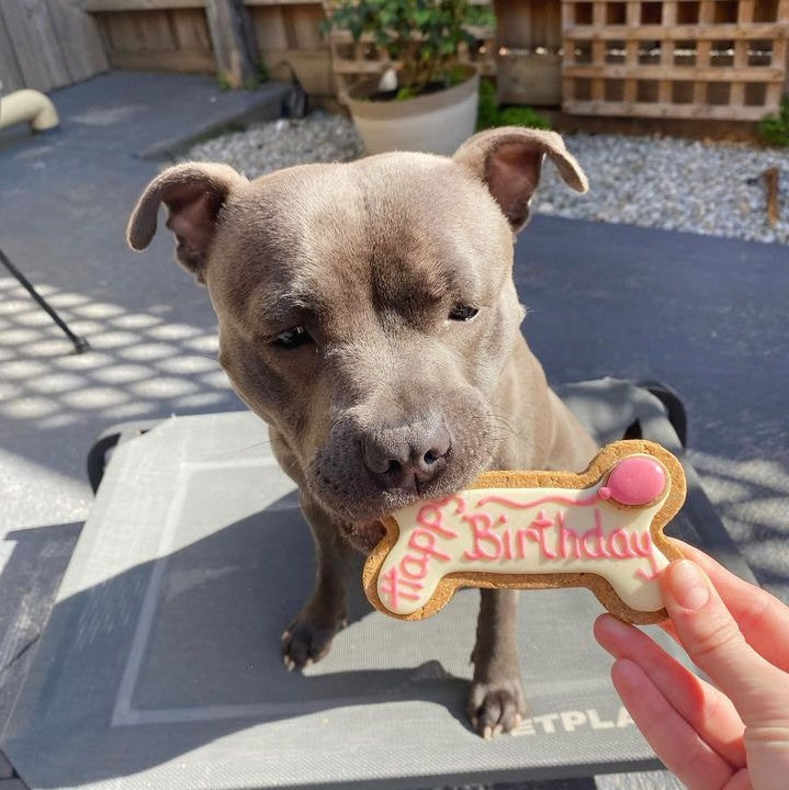 Dog Biscuits Happy Birthday Dog Bone White with Pink