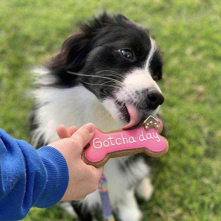 Gotcha Day Dog Biscuits Border Collie