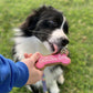 Gotcha Day Dog Biscuits Border Collie