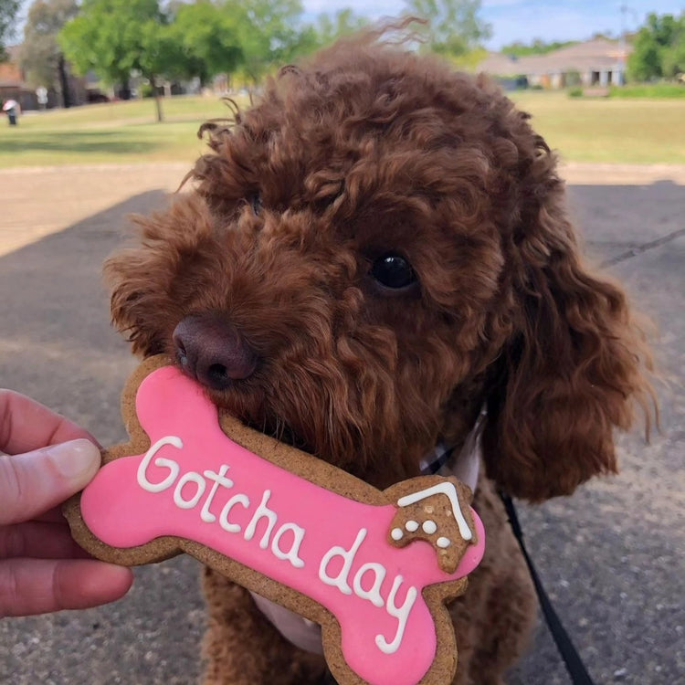 Dog Biscuits Happy Gotcha Day Dog Bone Pink Cavoodle