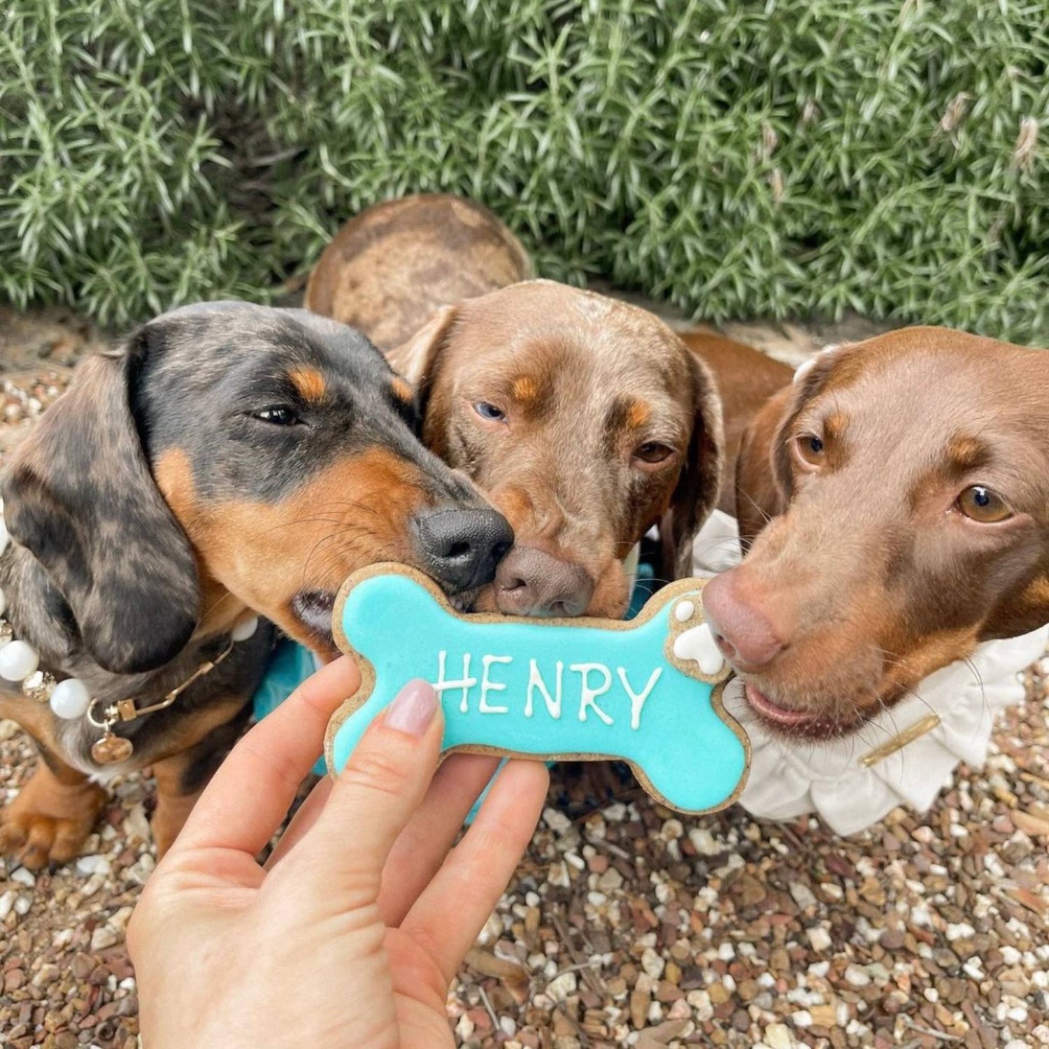 Dog Biscuits Personalised Dog Bone Social Henry