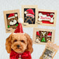 Dog Christmas Gift Ideas - Christmas Haul No 4