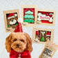 Dog Christmas Gift Ideas - Christmas Haul No 4