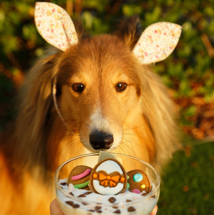 Easter Dog Gifts Egg Trio Biscuits Social