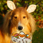 Easter Dog Gifts Egg Trio Biscuits Social