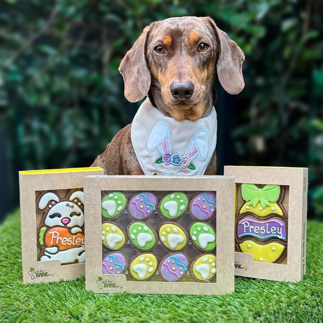 Easter Dog Treats Egg Hunt Social Presley