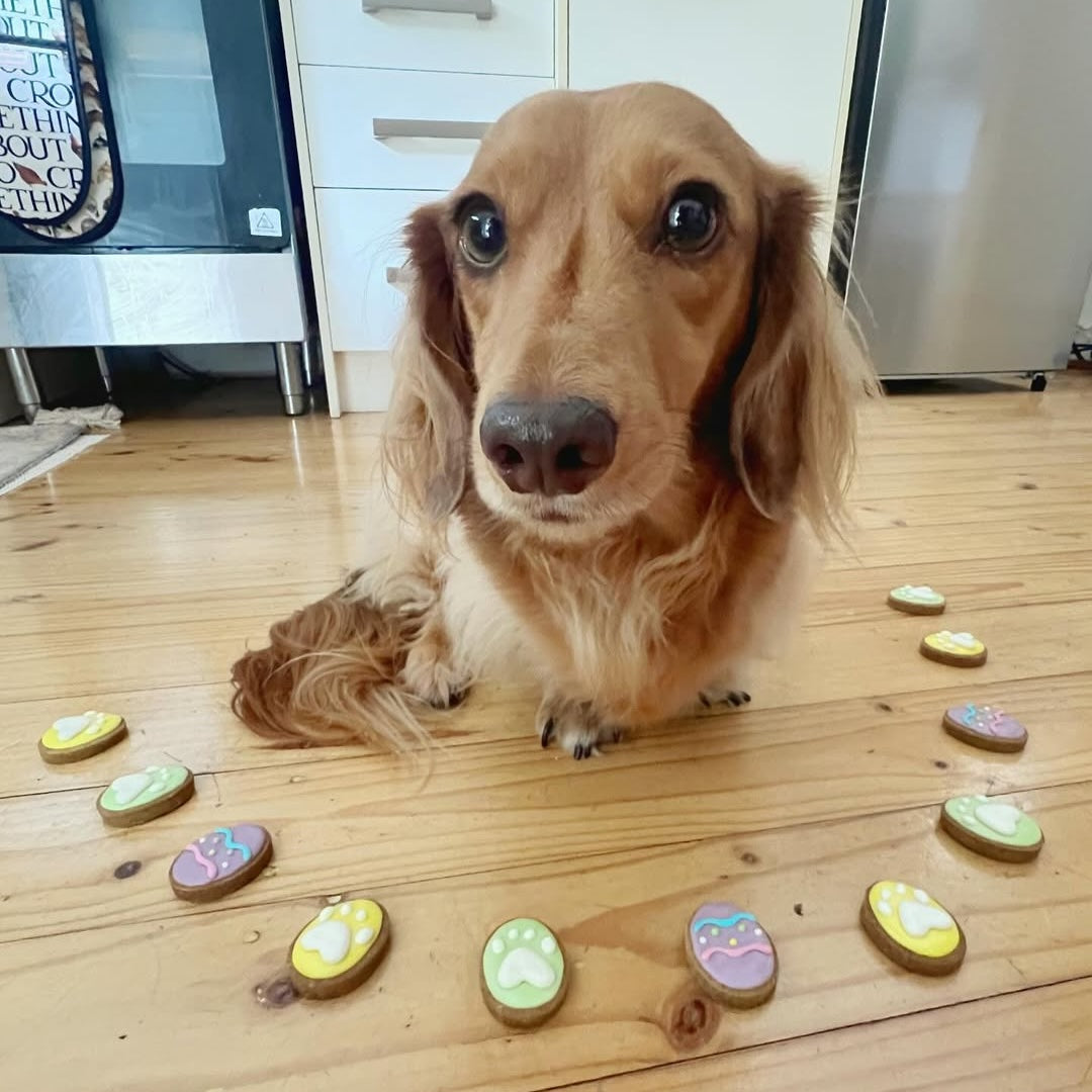 Easter Dog Treats Egg Hunt Social