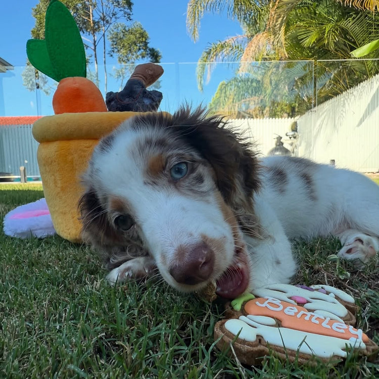 Easter Dog Treats Personalised Dog Gift Bunny Carrot Bentley