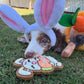 Easter Dog Treats Personalised Dog Gift Bunny Carrot Bentley