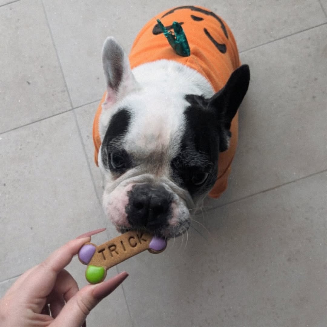French Bulldog Halloween Costume Pumpkin Dog Biscuit @lefrenchiefranklin2