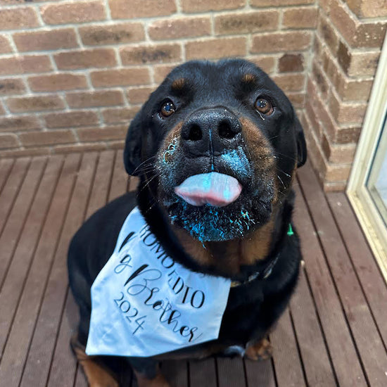 Gender Reveal Dog Cake Boy Baby Announcement