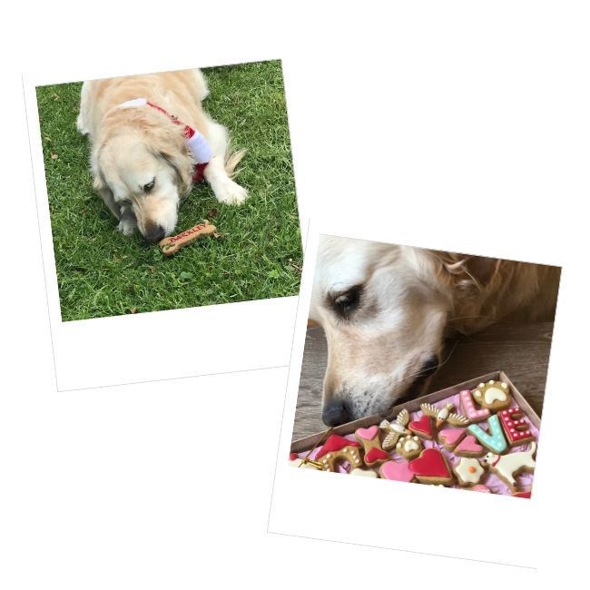 Golden Barkery Dog Cat Bakery