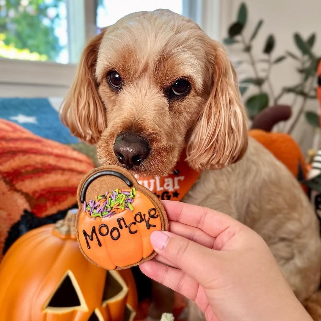 Halloween Dog Treats - Personalised Cauldron Biscuits @mooncake.cavoodle