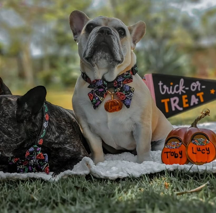 Halloween Dog Treats - Personalised Cauldron Biscuits Frenchie @lucy_thefastfrenchie