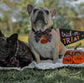 Halloween Dog Treats - Personalised Cauldron Biscuits Frenchie @lucy_thefastfrenchie