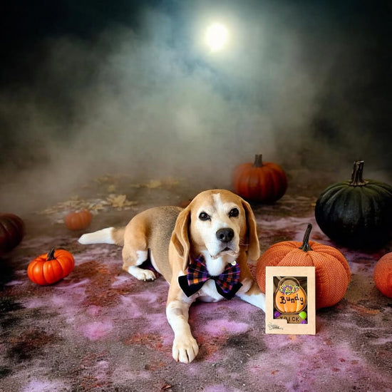 Halloween Dog Treats - Personalised Cauldron Biscuits @bundyandbaxter_beagles