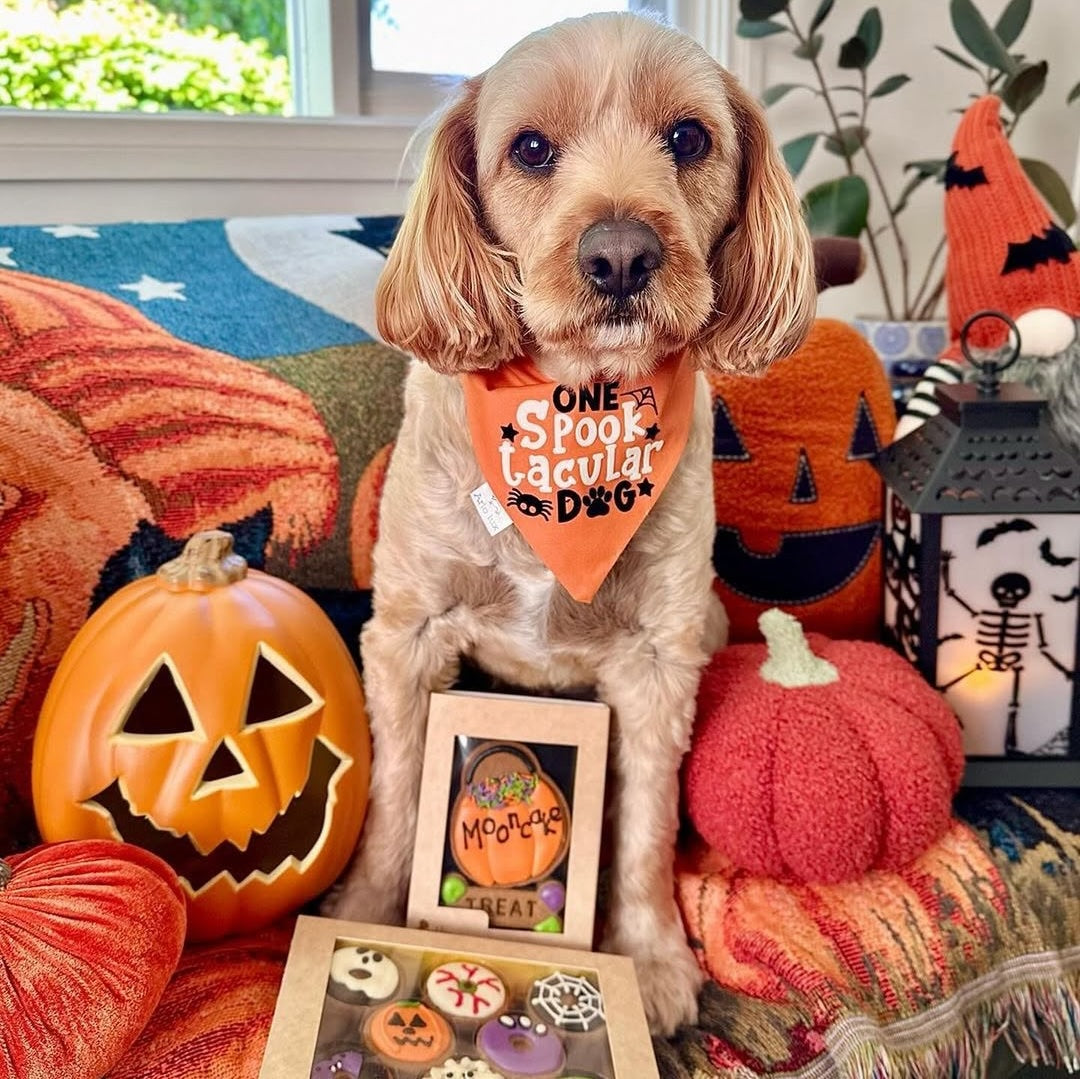 Halloween Dog Treats - Spooktacular Donuts!