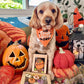 Halloween Dog Treats - Spooktacular Donuts!