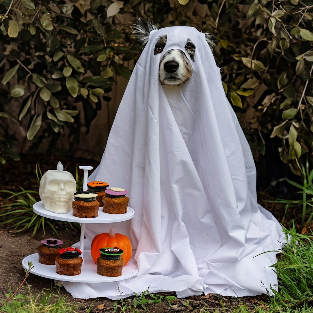 Spooky Dog Halloween Cupcakes - Ghost Trend @tailofmapleandcedar