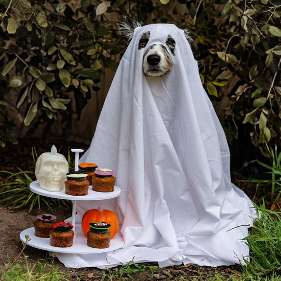 Spooky Dog Halloween Cupcakes - Ghost Trend @tailofmapleandcedar