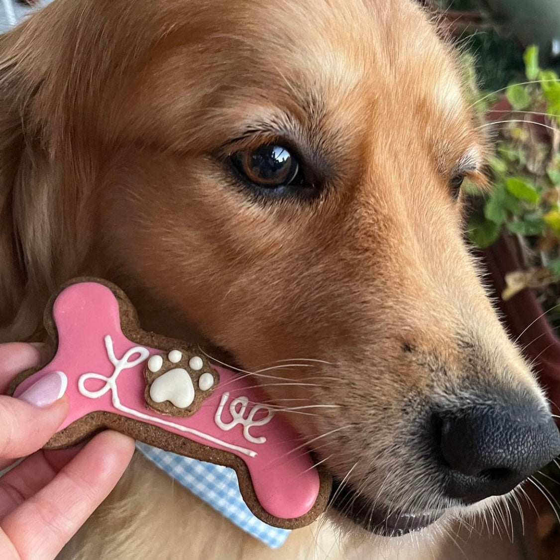 Valentines-Day-Dog-Treats-Love-Dog-Bone-Biscuit-Social-2