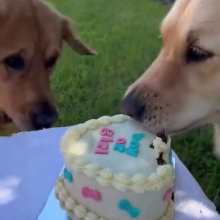 Dogs Eating Gender Reveal Dog Cake Video