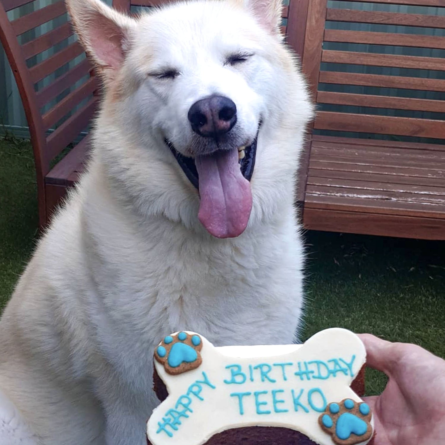 Teeko with Dog Birthday Cake Dog Bone White Blue Writing
