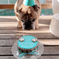 Dog-Birthday-Cake-Dog-PAWTY-Blue-White-Writing-Social