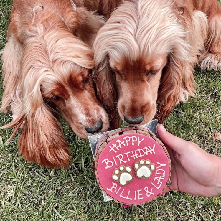 Dog Birthday Cake Dog PAWTY Dogs Eating Pink Cake