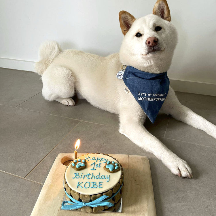 Dog Birthday Cake Dog PAWTY Dog Posing with Cake