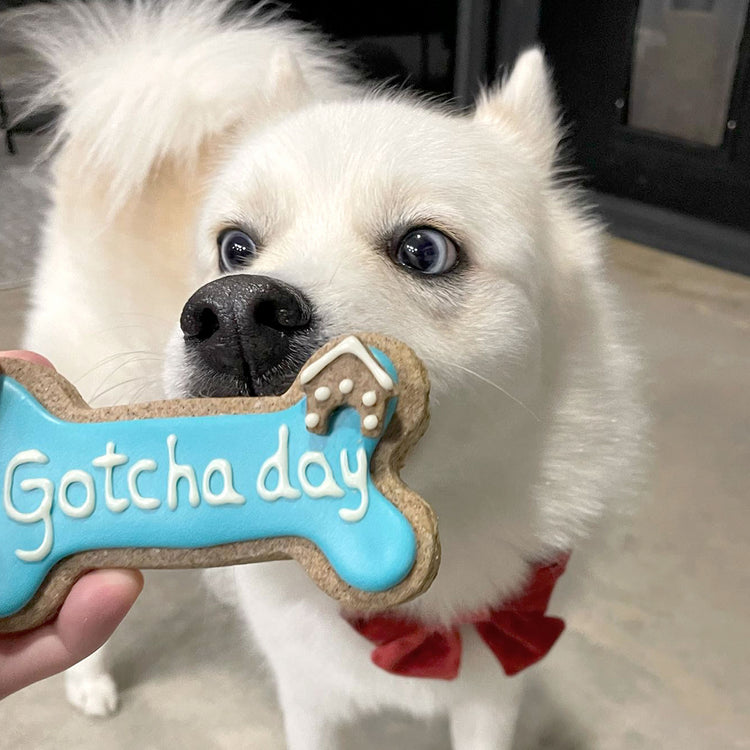 Dog Biscuits Happy Gotcha Day Dog Bone Blue Social